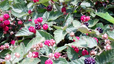 Blackberries in Millwood WV photo 2