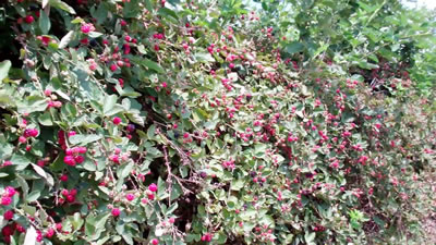 Blackberries in Millwood WV photo 4